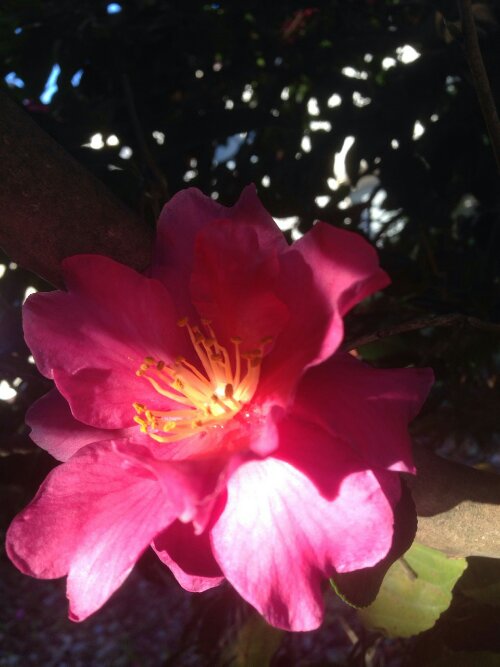 1387794965788.jpg image